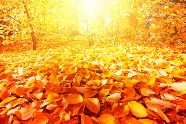 autumn-scenery_1204-345.jpg